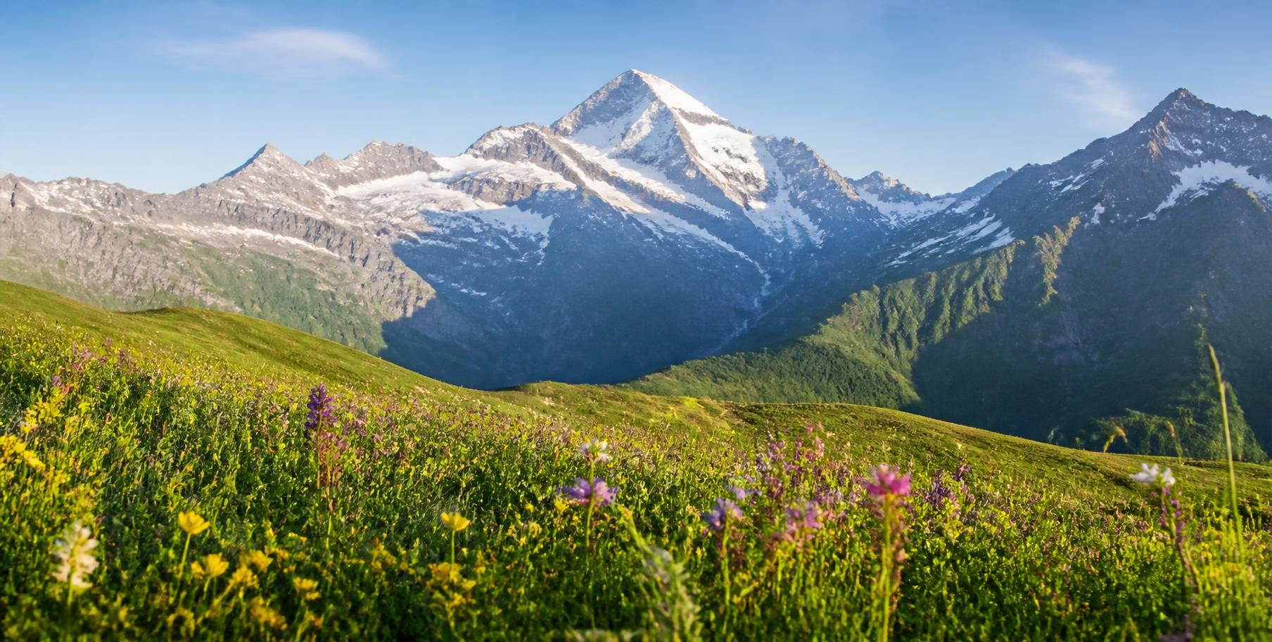 Prairie alpine fleurie et sommets enneigés des Alpes suisses